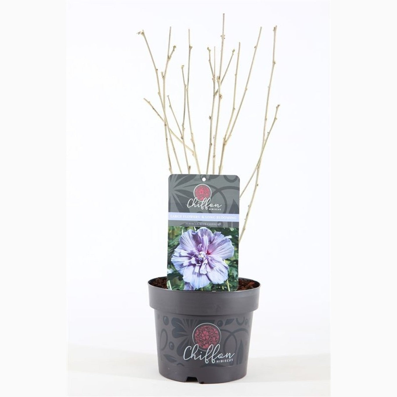 Hibiskus – Hibiscus syriacus 'Blue Chiffon' - C3